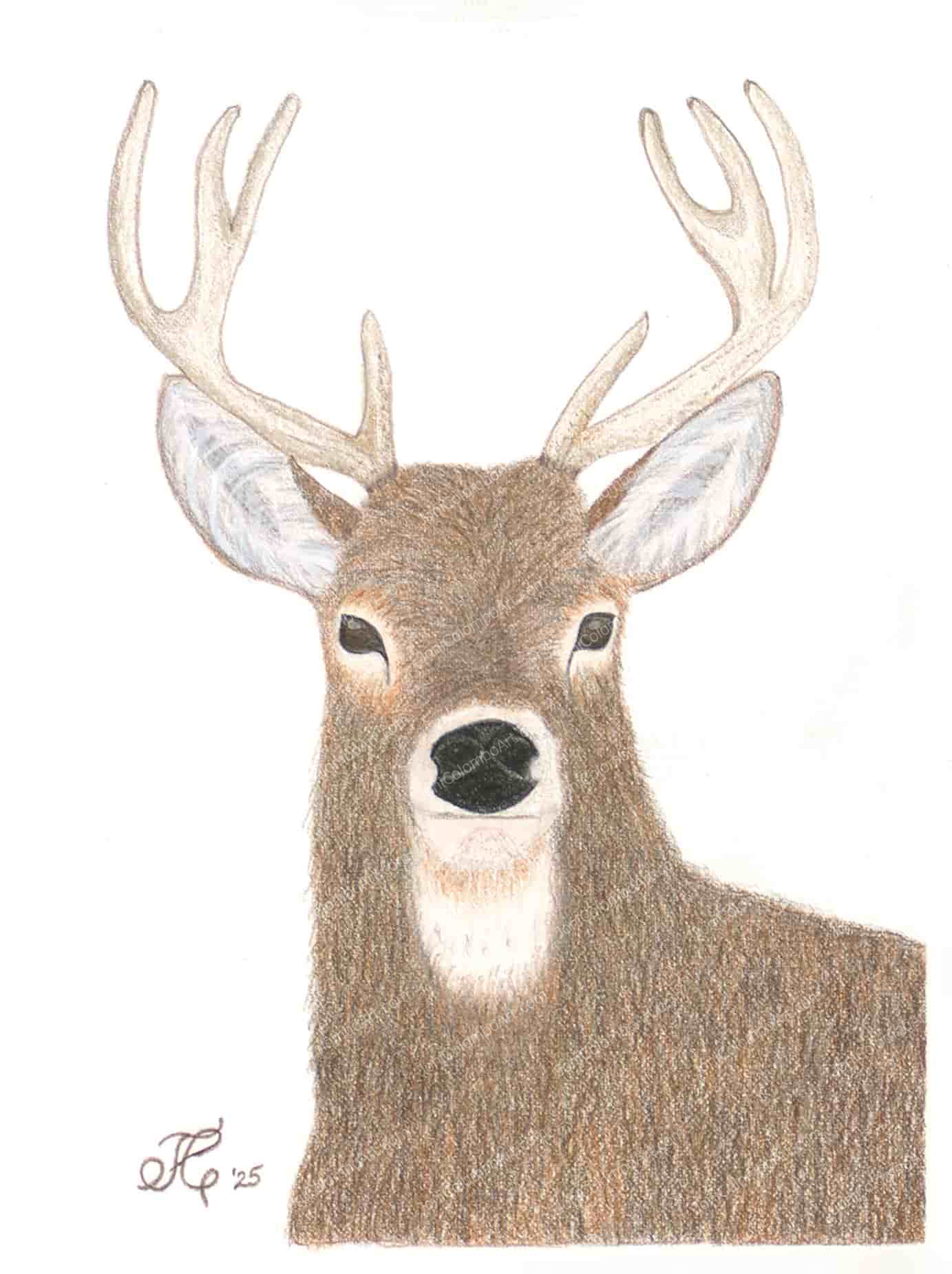 Wild Game
