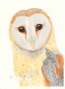 Barn Owl