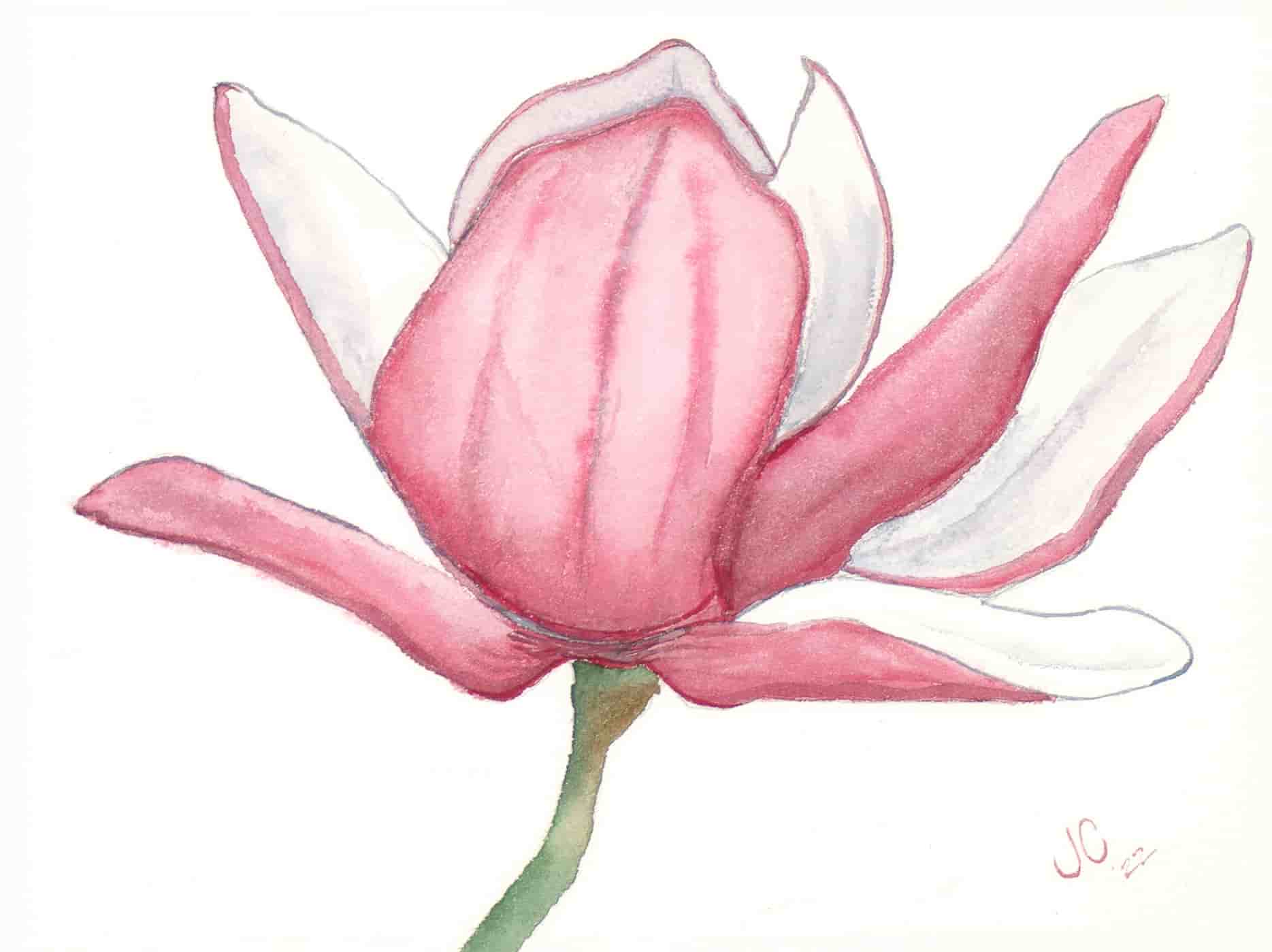 Pink Flower