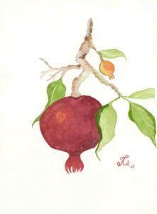Pomegranate