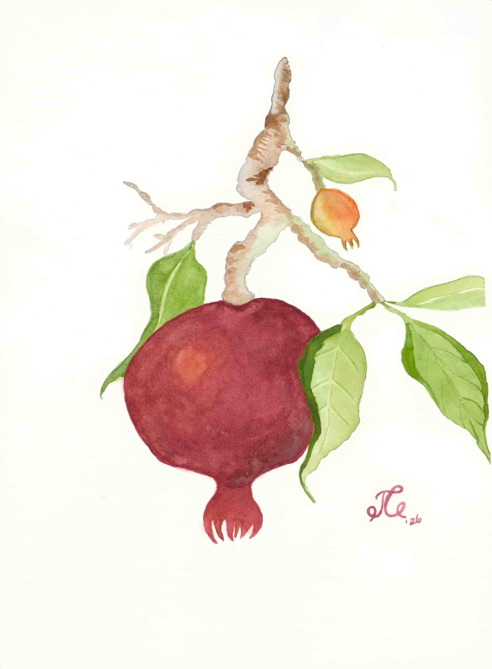 Pomegranate