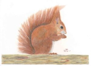 Squirrel