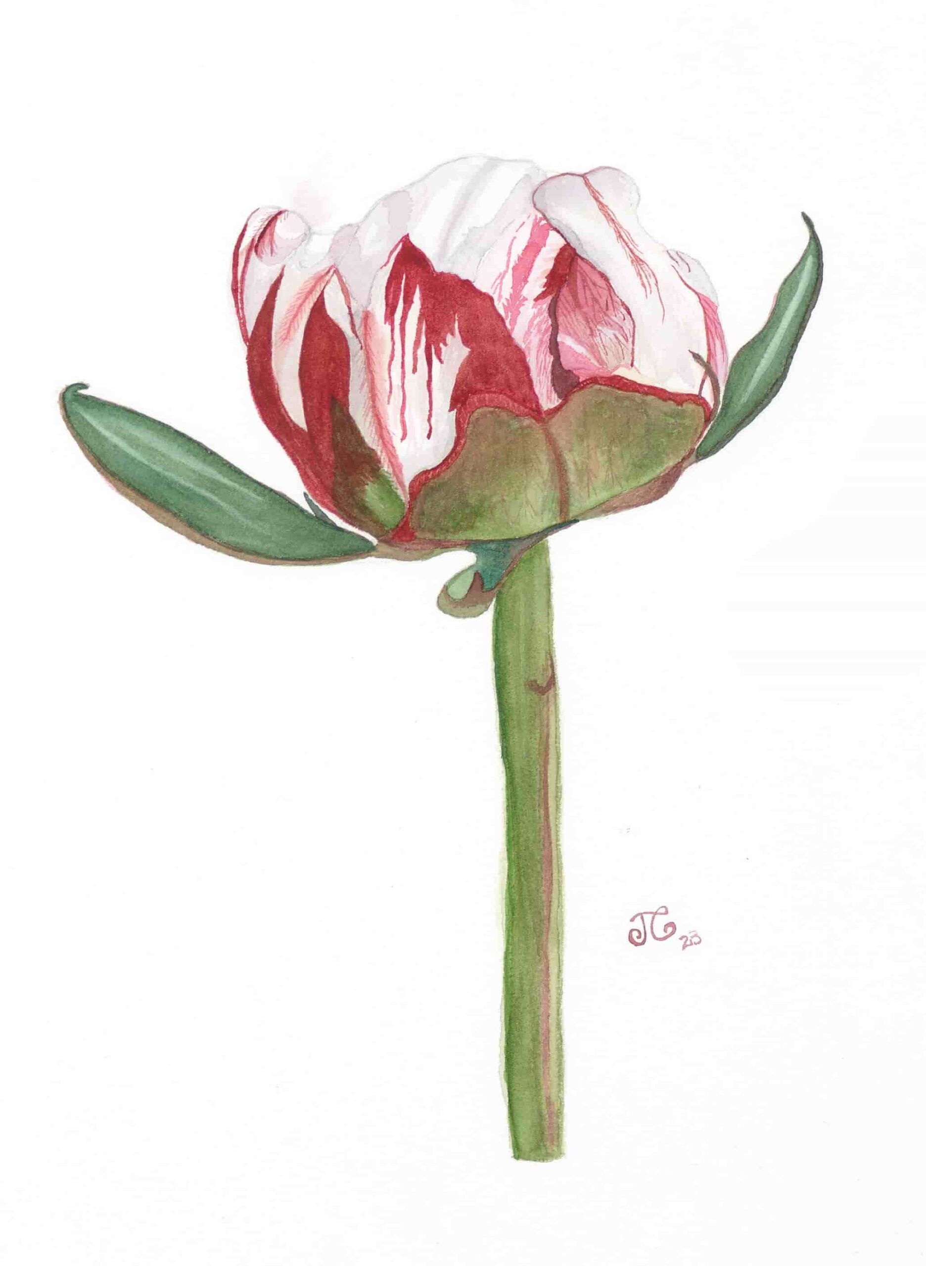 White Red Flower