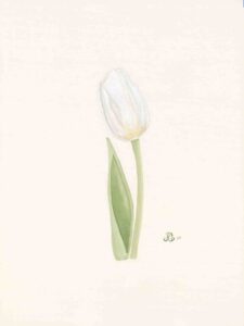 White Tulip