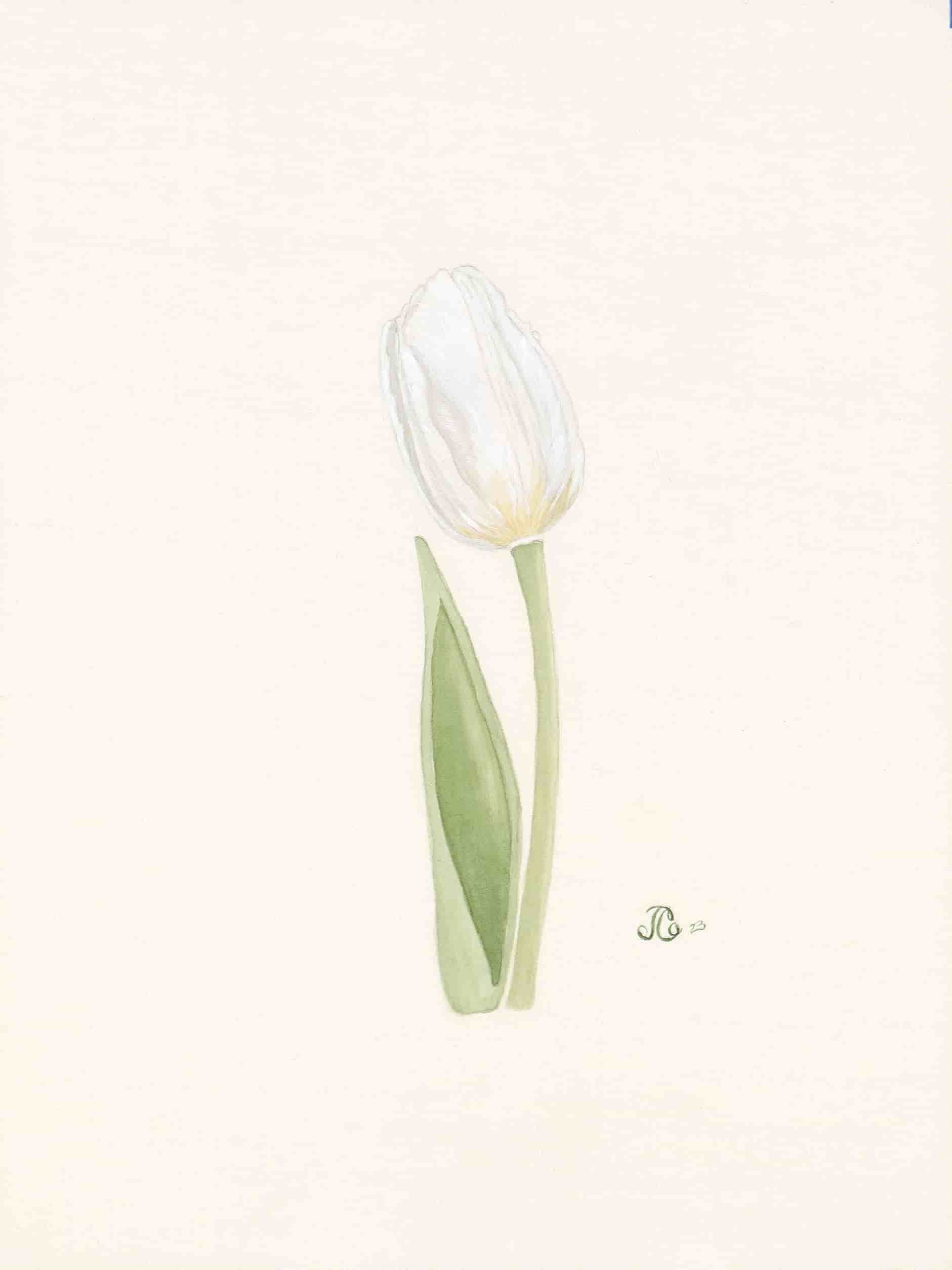 White Tulip