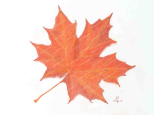 Autumn – Maple Leaf