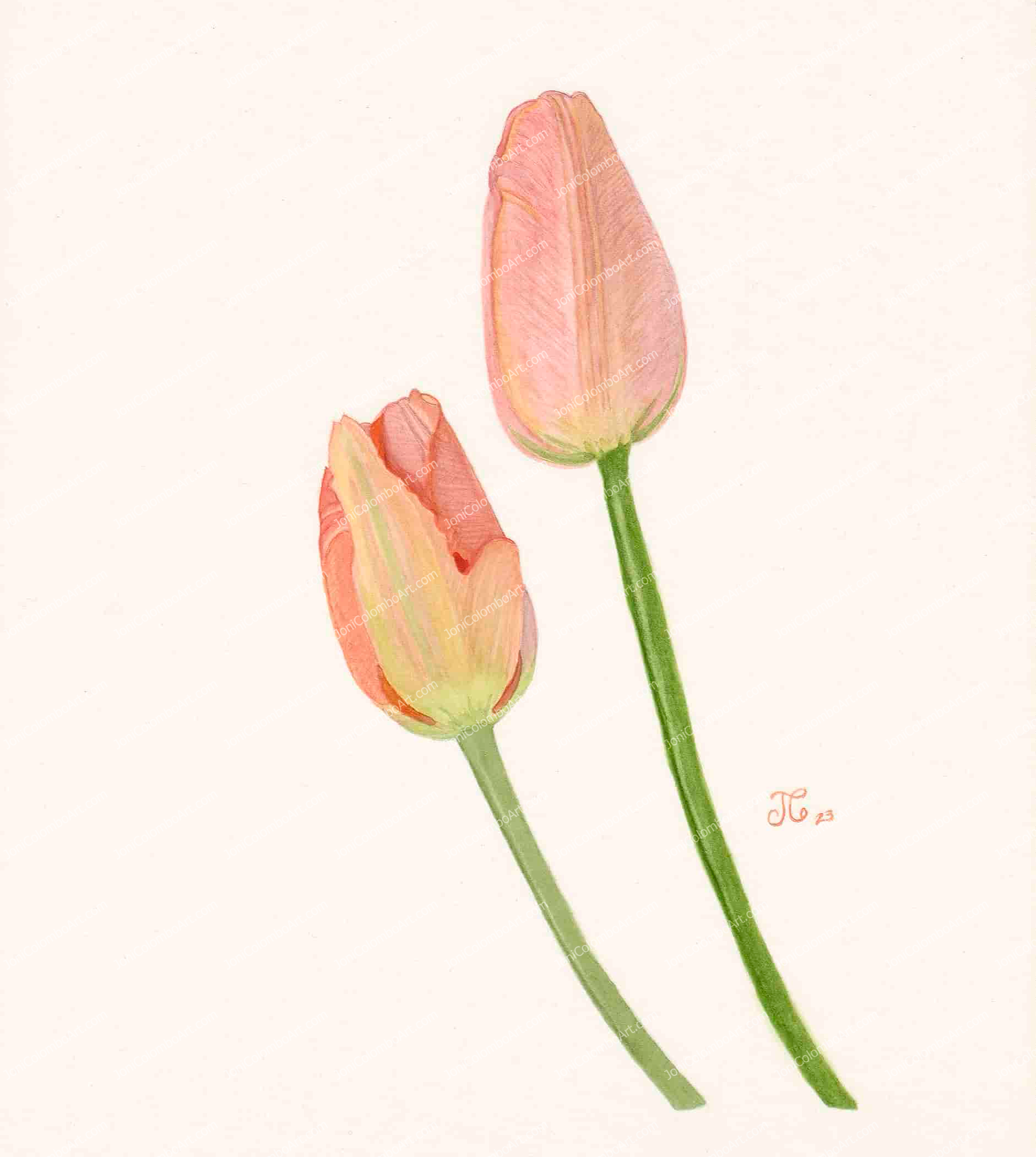 Two Peach Tulips