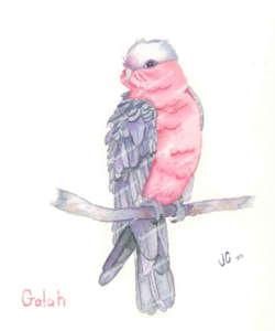 Australian Beauty – Galah