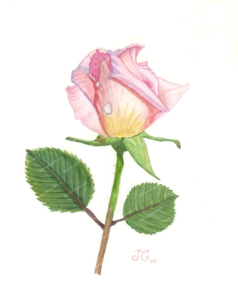 Sweet Smell – Rose