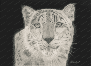 Snowy, Snow Leopard