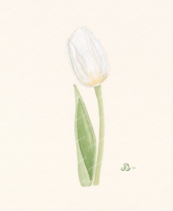 White Tulip